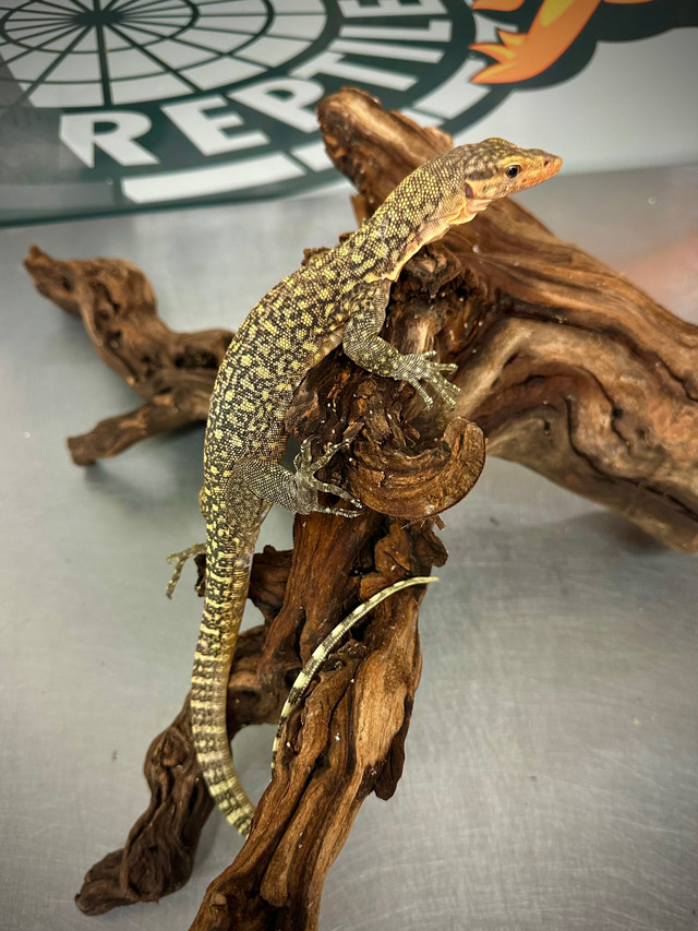 Quince Monitor-Available Now! in Reptiles & Amphibians for Rehoming in Markham / York Region - Image 4