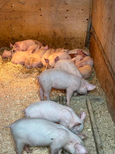 Piglets for Sale in Livestock in Prince George - Image 2