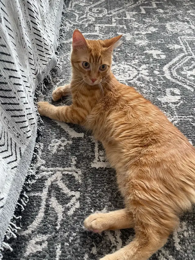 Looking for a new home for our cat, Simba!  in Cats & Kittens for Rehoming in Oakville / Halton Region - Image 4