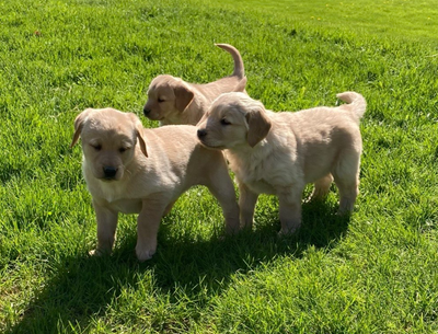 Lab / Retriever Puppies, View more