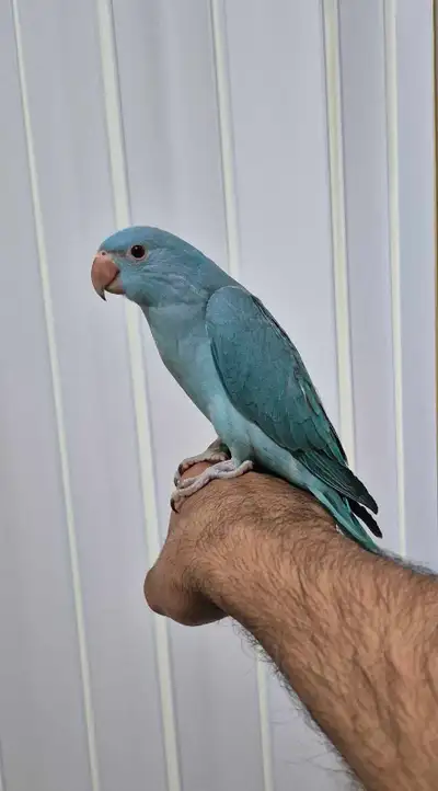 FEMALE baby indian ringneck parakeet available, View more