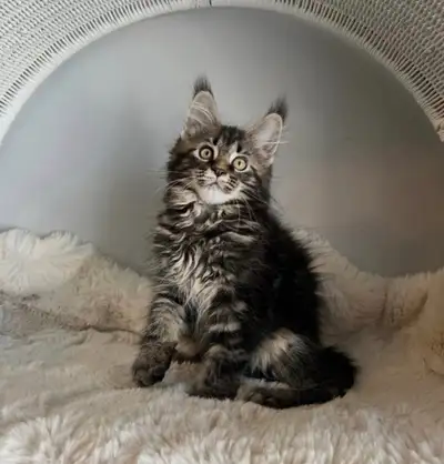Maine Coon Kittens, View more