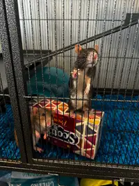 Cute little rats and a cage