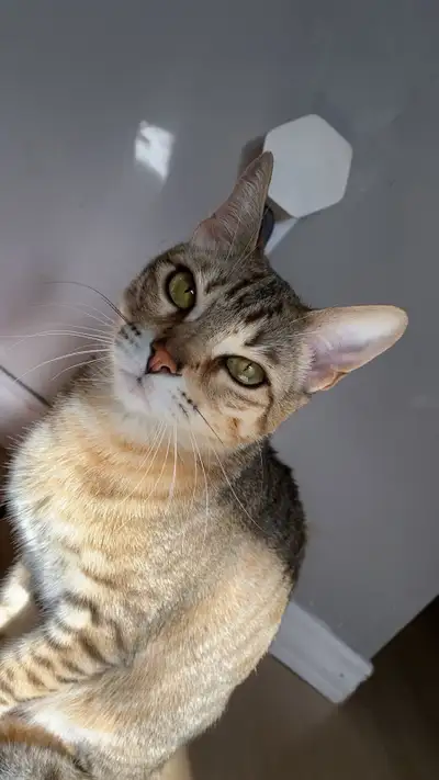 Bengal Tabby (3 yr) (NEED GONE BY OCT 31), View more