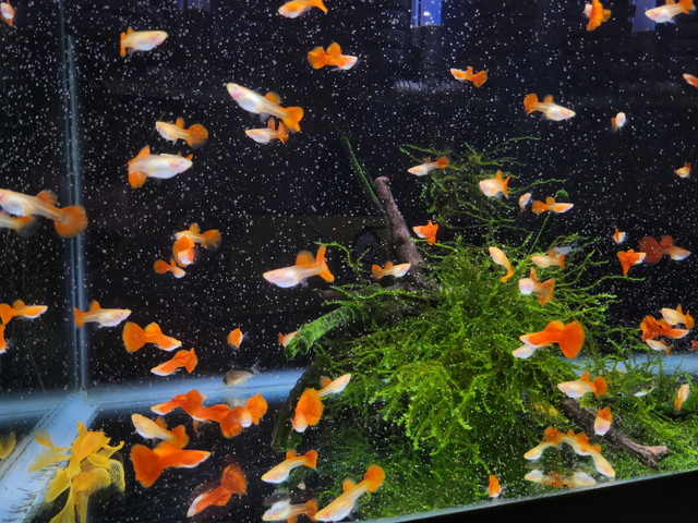 Albino guppies in Fish for Rehoming in Burnaby/New Westminster