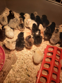 Day old chicks available BYM