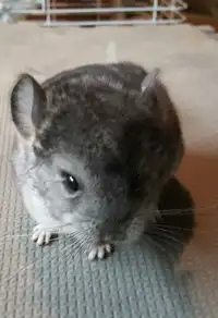 BABY CHINCHILLAS FOR SALE