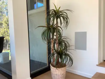 Artificial plant / tree, View more