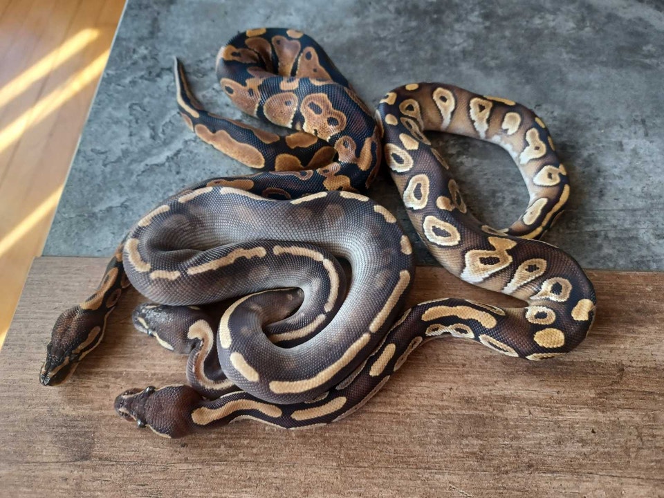 bébés pythons à vendre | Reptiles & Amphibians for Rehoming | West ...