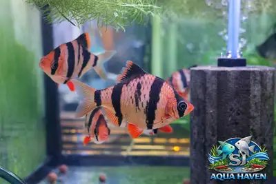 Tiger Barb (Tropical Aquarium Fish), View more