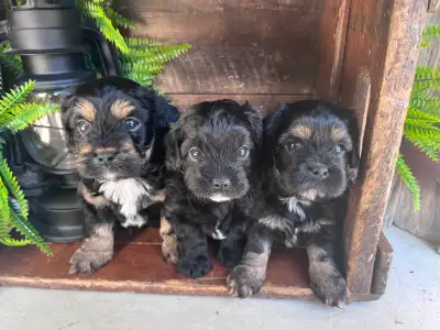 Cavapoo toy chiots Puppies, View more