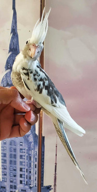 Male white face pied baby cockatiel available