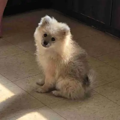 Young male pomeranion, View more