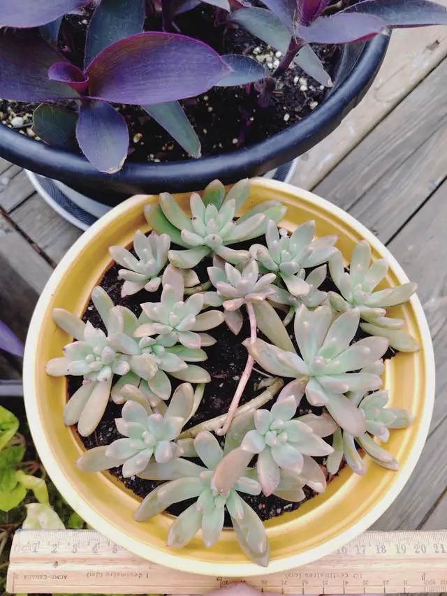 Purple Queen Plant! 2 Sizes available.Pink flowers! (Halifax) | Plants ...