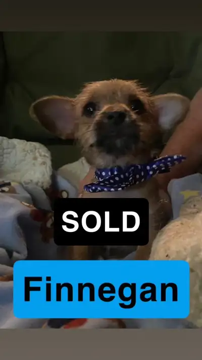 All Pups r SoId have some adorable Chorkie (Chihuahua/Yorkshire Terrier) puppies ready for their new...