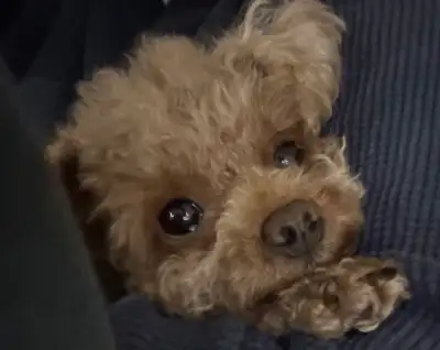 Teacup Poodle for Rehoming, View more