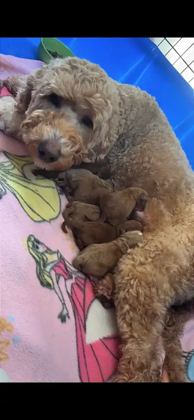 Goldendoodle mini , poodle miniature, View more