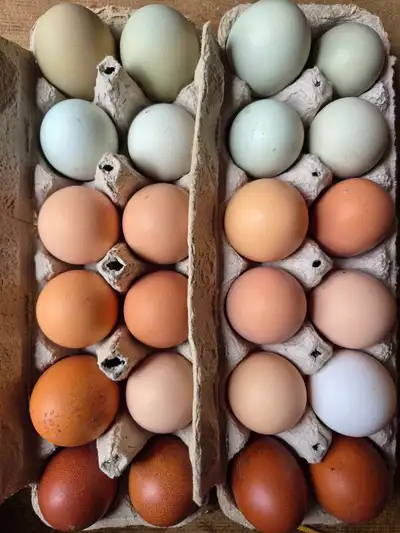 BYM Chicken Hatching Eggs, View more