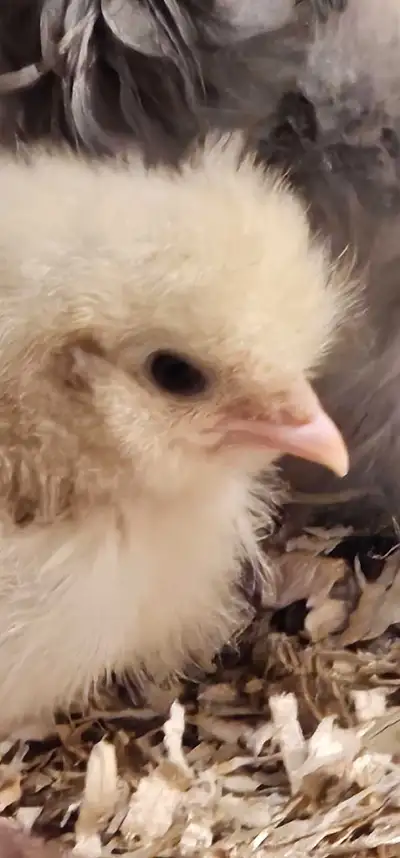 Bearded Silkie Chicks, View more