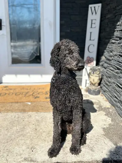Piper is a runt standard poodle weighing 49 lbs. She’s an amazing girl. She is loyal and snuggly. Lo...