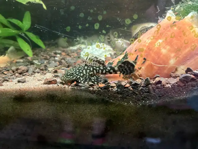 Aquarium algae cleaning fish, Bristlenose pleco (Ancistrus sp.) | Fish ...