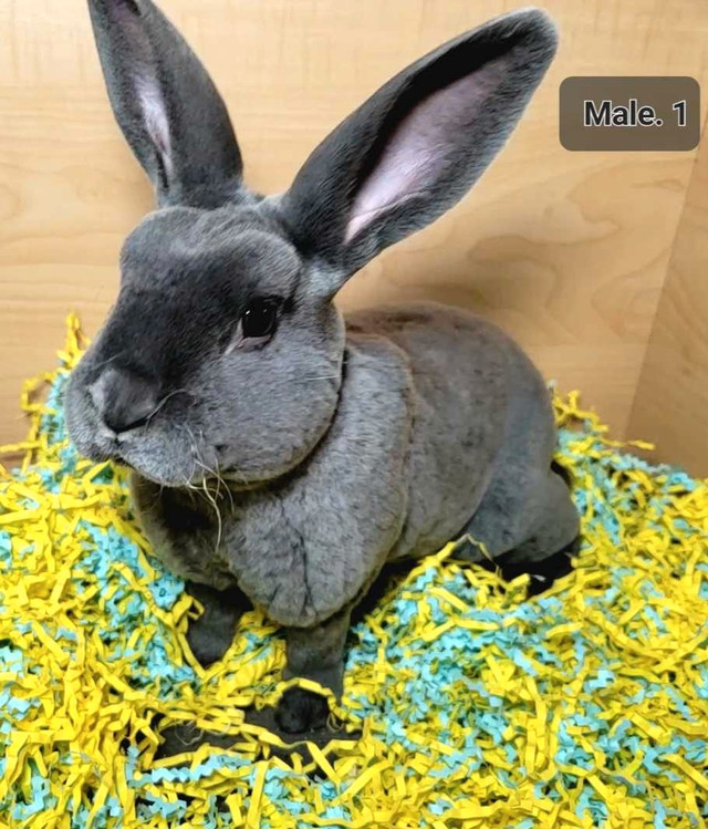 Rex bunnies  in Small Animals for Rehoming in Calgary