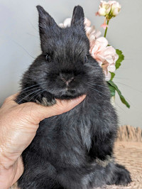 Gorgeous black female Netherland dwarf baby rabbit