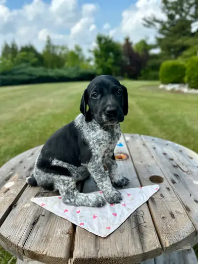UKC German shorthair pointer puppies, View more