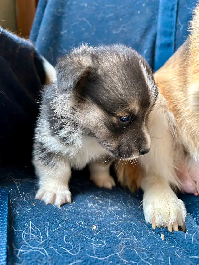 Chiot CORGI à adopter in Dogs & Puppies for Rehoming in West Island - Image 7
