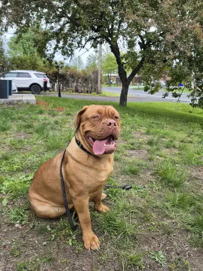 Stella dogue de bordeaux, View more