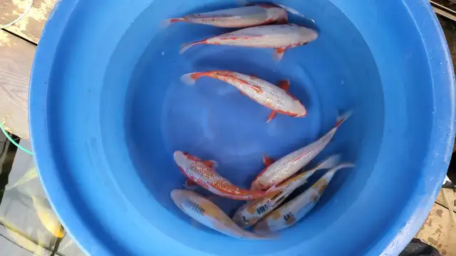 Imported Japanese Koi Fish – Winter Blowout Sale ❄️ in Fish for Rehoming in Richmond - Image 4