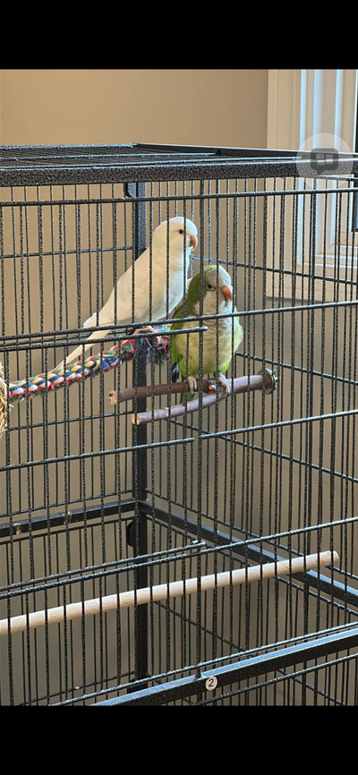 Breeding pair of Quaker parrots with nest box and cage, View more