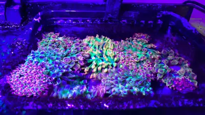 Best selection of anemones in Canada  , View more
