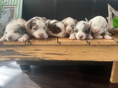 Purebred Australian Shepherd Puppies, View more