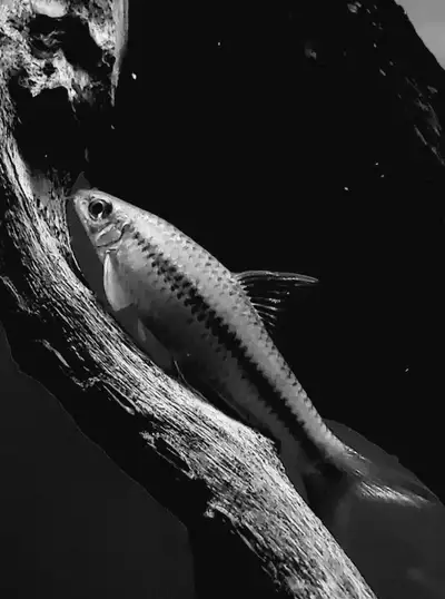 Siamese algea eaters , View more