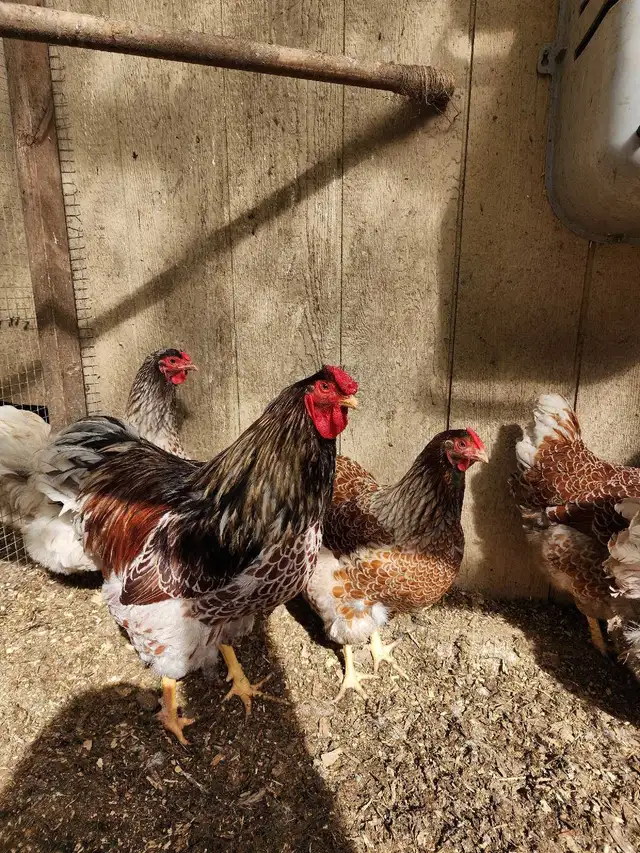 Birds in Sooke in Livestock in Victoria - Image 4