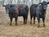 Black Angus Replacement Heifers