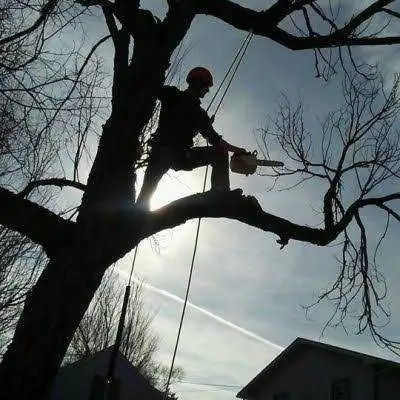 Tree Removal, View more