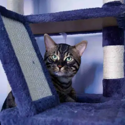 Hello Kijiji! This is Apollo. He is a 1 year old bengal that loves to cuddle and play. I’m giving hi...