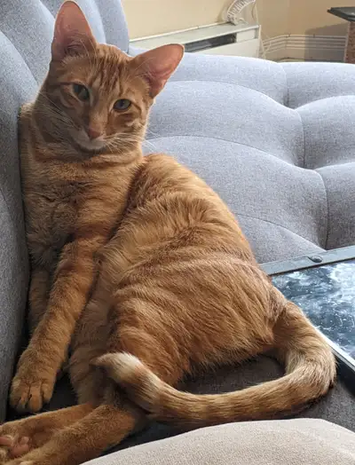 Chat super affectueux, View more