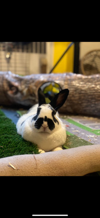 Rex rabbit for rehoming 