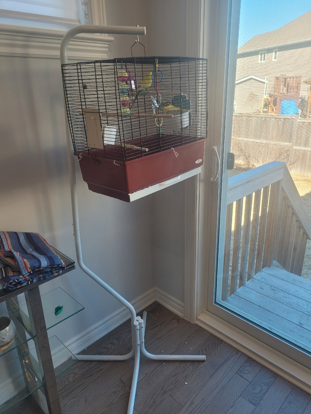2 budgies for sale with cage and food in Other in Ottawa - Image 2