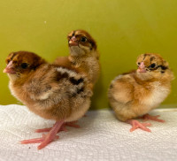 Quality Partridge Chantecler Chicks