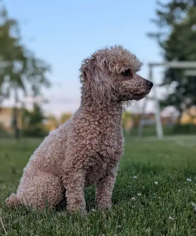 Toy/ Miniature Poodle , View more