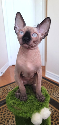 Lovely sphynx kittens available