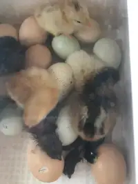 Chick chick here and a chick chick there