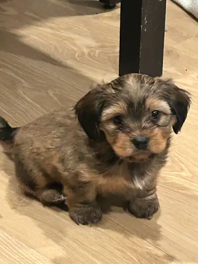 Shih Tzu Mini dachshund mix puppies , View more