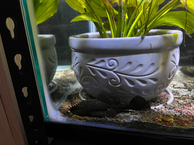 Plecostomus (sucker fish) in Fish for Rehoming in Vancouver - Image 2