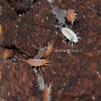 Isopods, Springtails, and more Bioactive Supplies!
