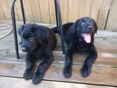 Black Labrador Puppies, View more